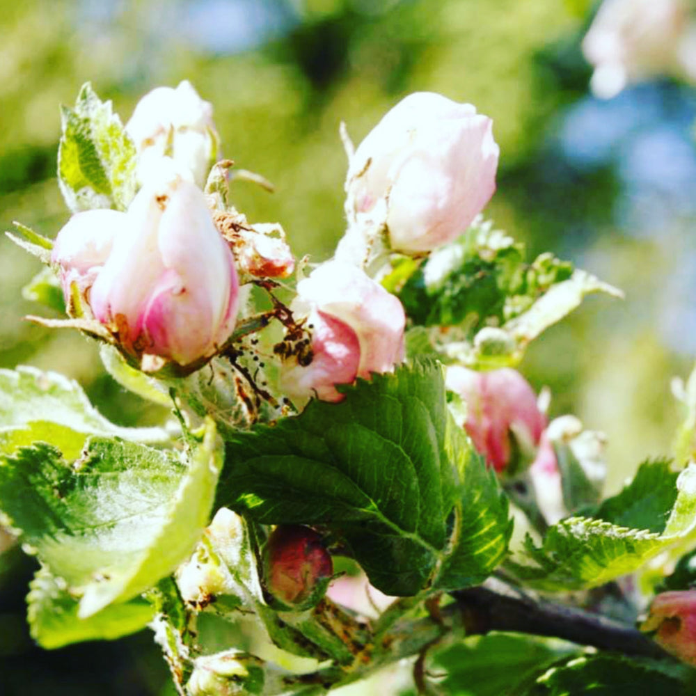 Radiance Apple Bundle